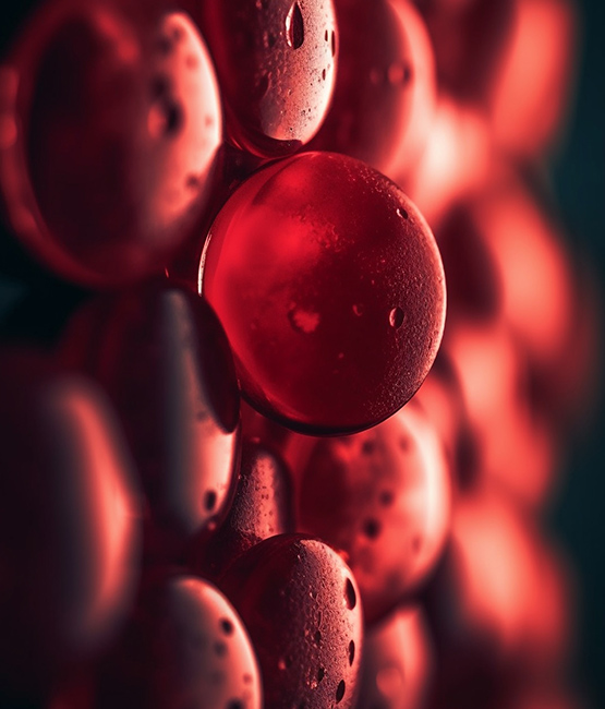 GLYCOCALIX IN ENDOTHELIAL CELLS OF BLOOD VESSELS